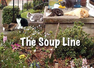 The Soup Line of cats