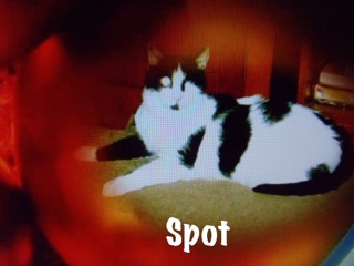 Spot the cat